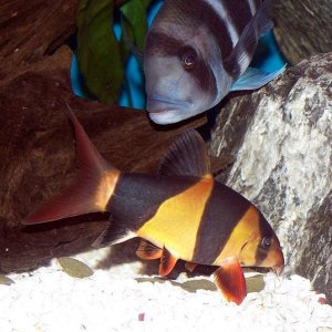 clown_loach_and_frontosa.jpg