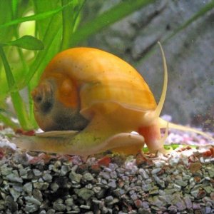 apple_snail_001.jpg