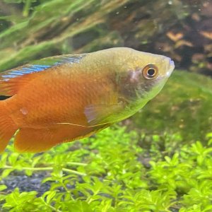 gourami2.jpg