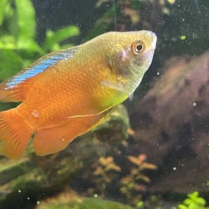 gourami1.jpg