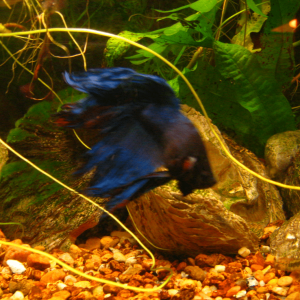 blue betta.png