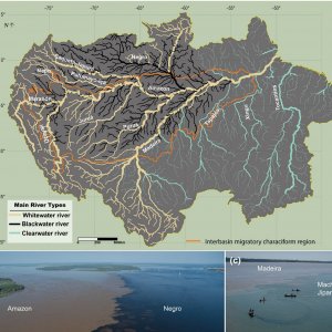 Amazon Basin River Types.jpg