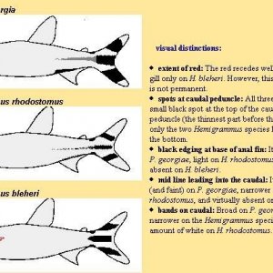 Rummynose chart.jpg