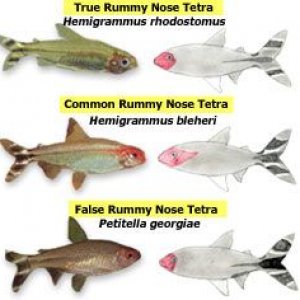 tfh_rummynose_tetras.jpg