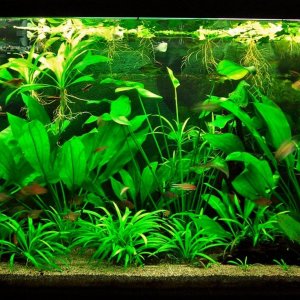 115g May 27-14.JPG