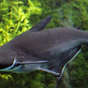 Pangasianodon hypophthalmus [iridescent shark catfish].jpg