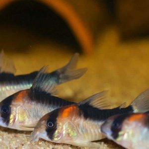 Corydoras duplicareus shoal.jpg