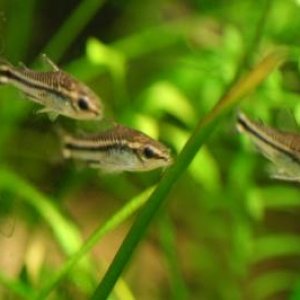 Corydoras pygmaeus1.jpg