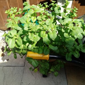 Mint plant.jpg