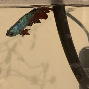 betta-side1.jpg