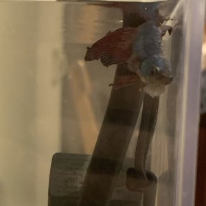 betta-side2.jpg