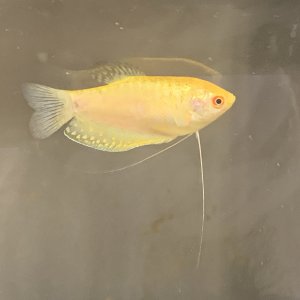 Gourami.jpg