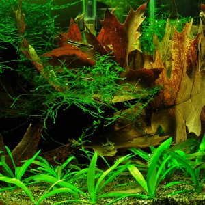 Fry pygmy cory & farlowella Aug 2014 (2).JPG