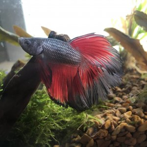 Betta3.JPG