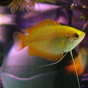 honey gourami female.jpg