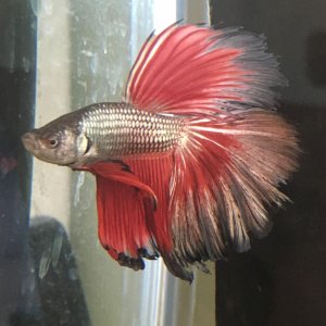 Betta5.jpg