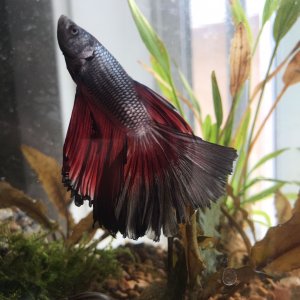 Betta6.jpg