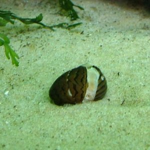 Zebra nerite October 2018 1.jpg