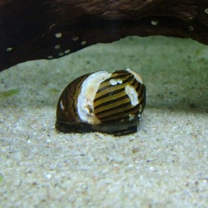 Zebra nerite October 2018 2.jpg