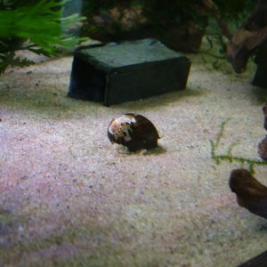 Zebra nerite May 2020 1.JPG