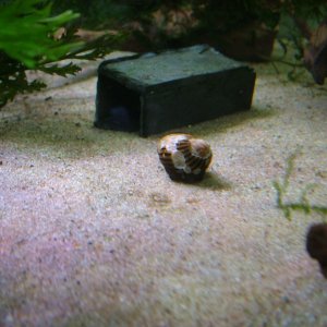 Zebra nerite May 2020 2.JPG