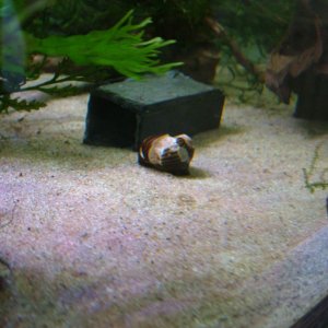 Zebra nerite May 2020 3.JPG