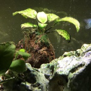 Anubias with Algae.jpg