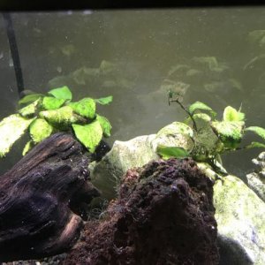 Anubias with log.jpg