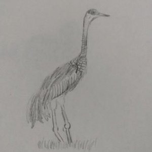 Crane drawing.jpg