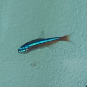 neon_tetra_disease.jpg