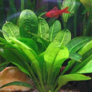 Echinodorus parviflorus Tropica2.jpg