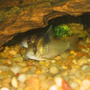 fishphotos2004_028.jpg