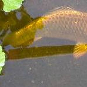 golden_koi_5.JPG