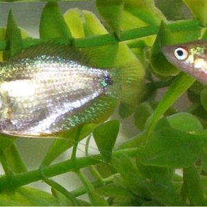 femalegourami2.jpg