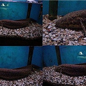 Largerlungfish.jpg