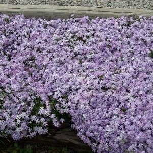 phlox04.jpg