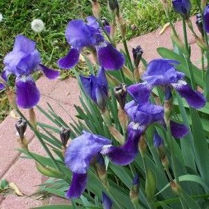 irises04.jpg