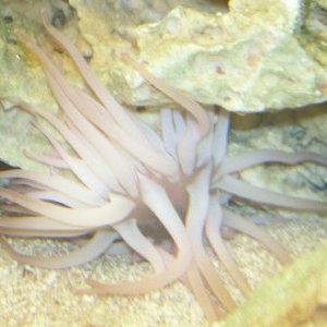 anenome1.jpg