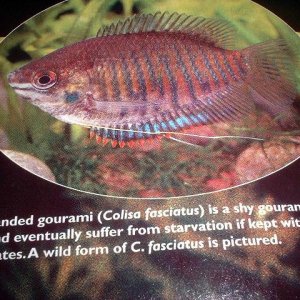 bgourami.JPG