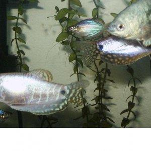 Gourami2.JPG