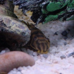 tigerplec.jpg