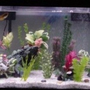 75gallon.jpg