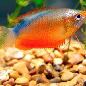 sky042_gourami.jpg