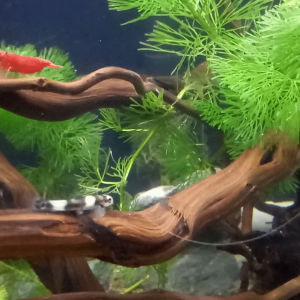 Panda loach.png