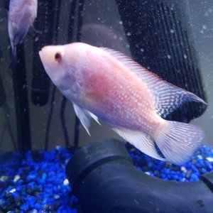 unknown cichlid 2.jpg