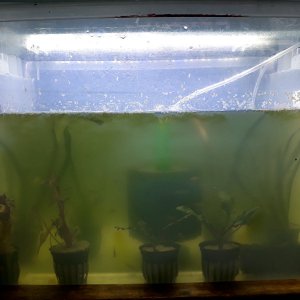 Quarantine Tank (1).jpg