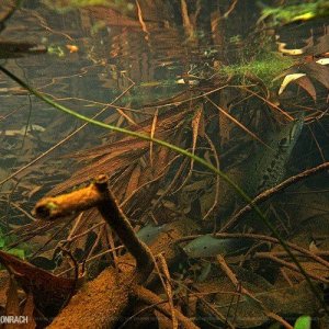 Thailand, Tricopodus trichopterus habitat.jpg