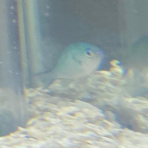 chromis spot 2.jpg