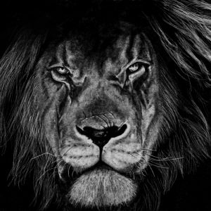 Charcoal Lion.png