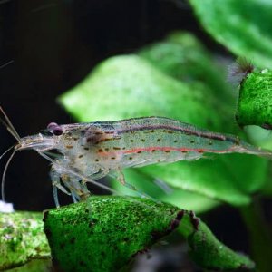 Caridina_multidentata_.jpg